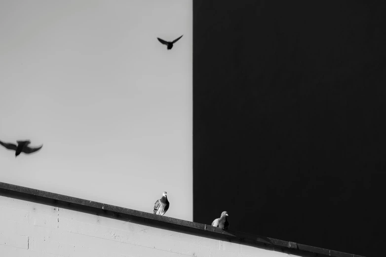 a couple of birds flying over a large building