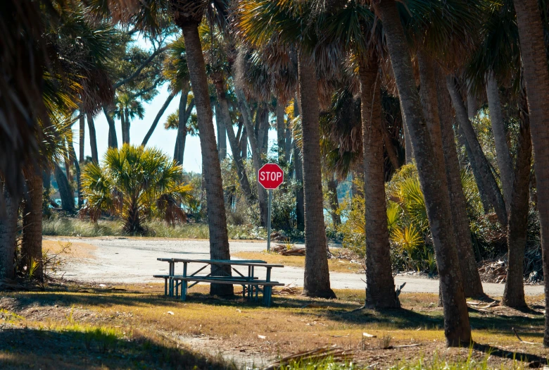 a bench in the shade and trees behind it