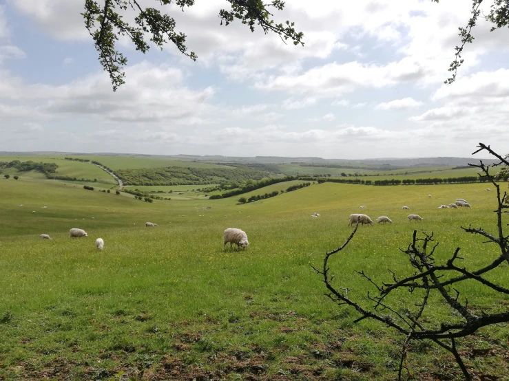 sheep grazing on a lush green field under cloudy skies