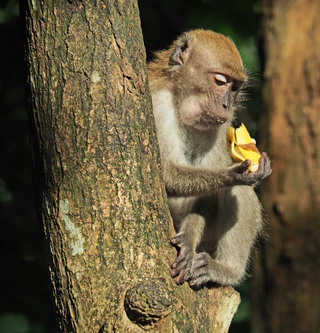 a monkey holding a banana and looking up