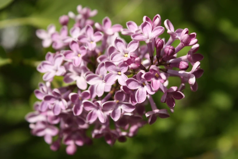 a bunch of purple flowers sitting next to each other