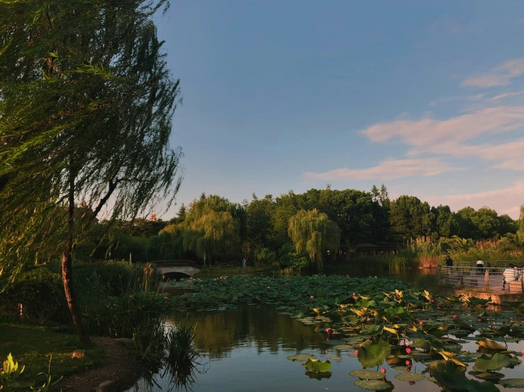 some very pretty flowers and water plants by a lake