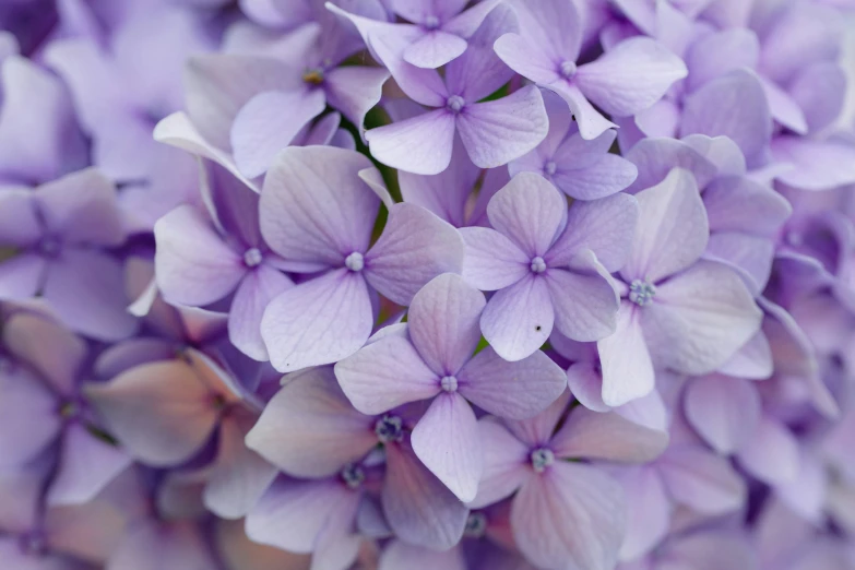 purple flowers blooming in a cluster closeup