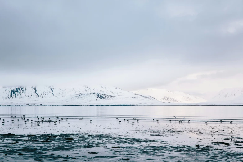 birds in the water are all around a mountain