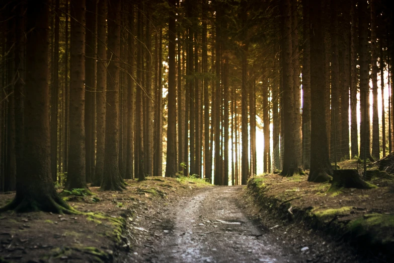 a dirt road is in the middle of a forest