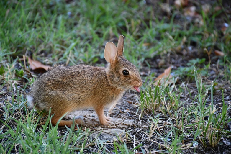 a rabbit sits in grass and grass next to leaves