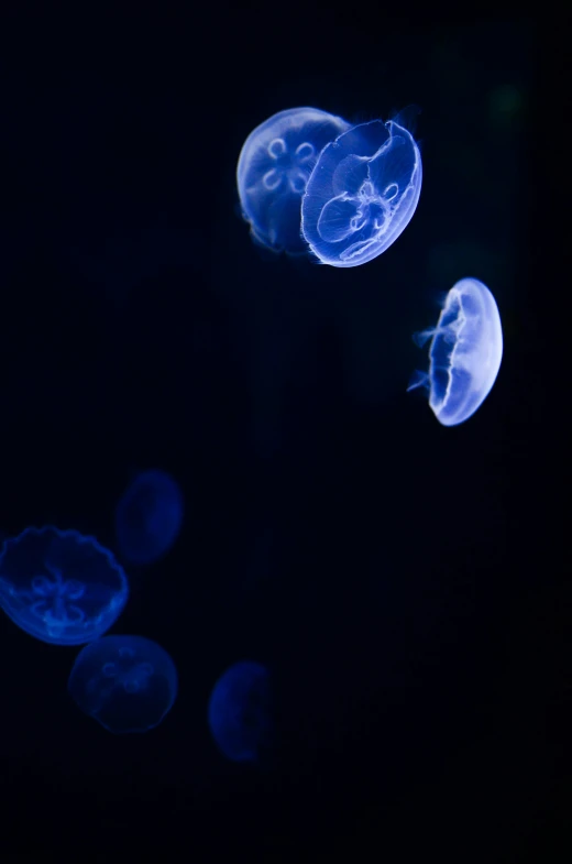 jellyfish swimming and interacting in the water