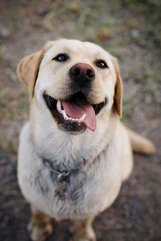 a dog sitting down on a dirt ground