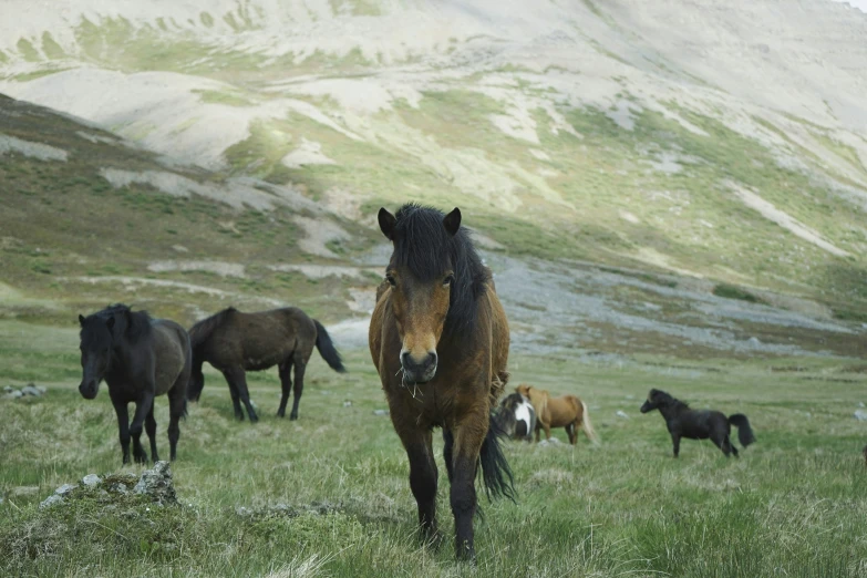 a horse is standing in the grass near several horses