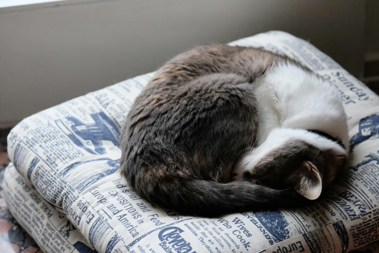 a cat sleeping on top of a blue and white cushion