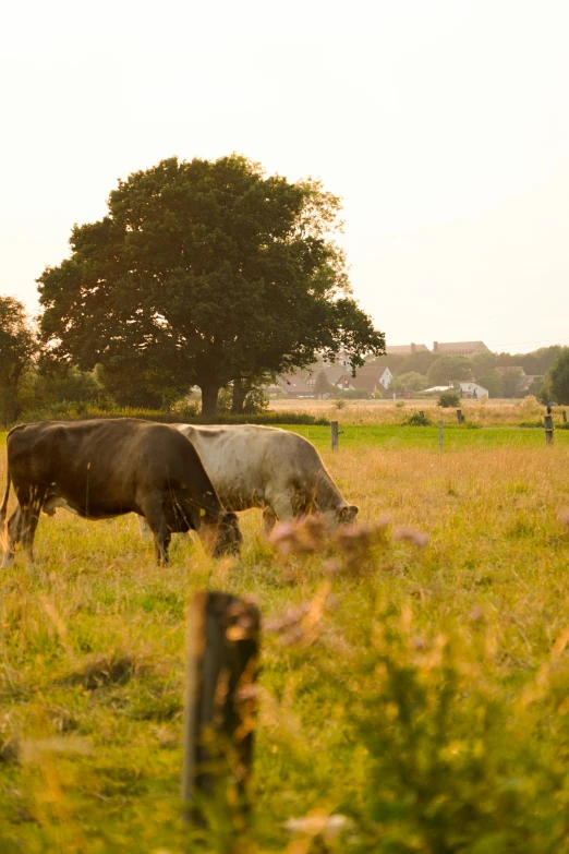 two brown cows graze in the meadow