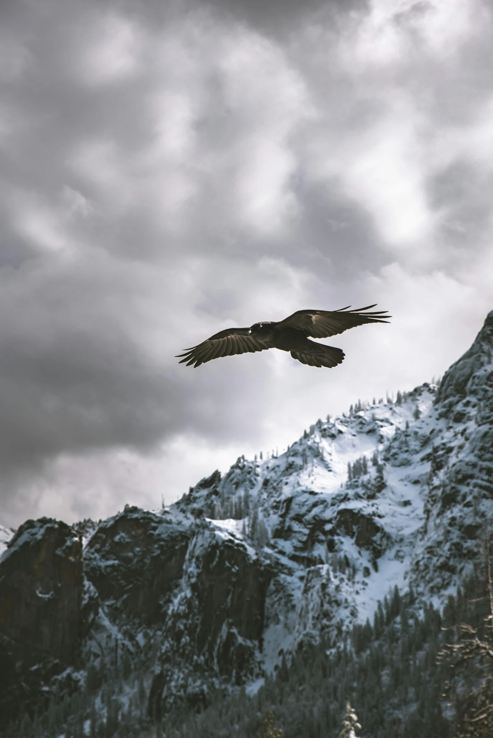 a bird flying above the top of a snowy mountain