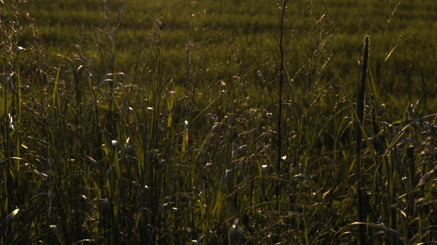 grass with sun shining down on it and lots of leaves