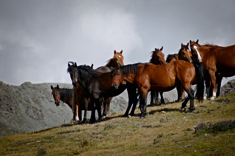 a group of horses standing on the side of a hill