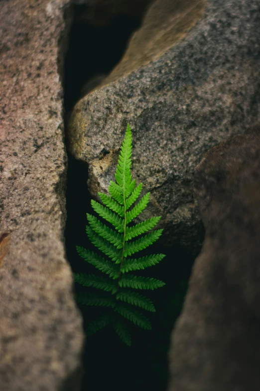 a green fern is resting in the middle of a rock