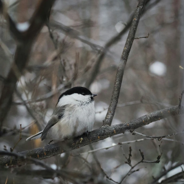 black and white bird perched on tree nch outside