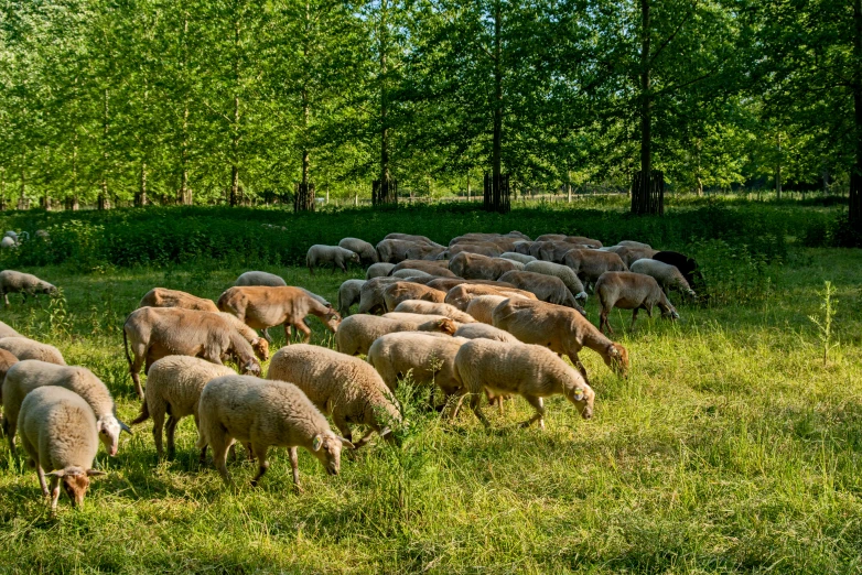 many sheep graze in the middle of a field of green grass