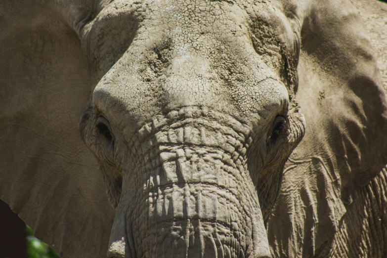 an elephant's eye is visible as it stands close to the camera