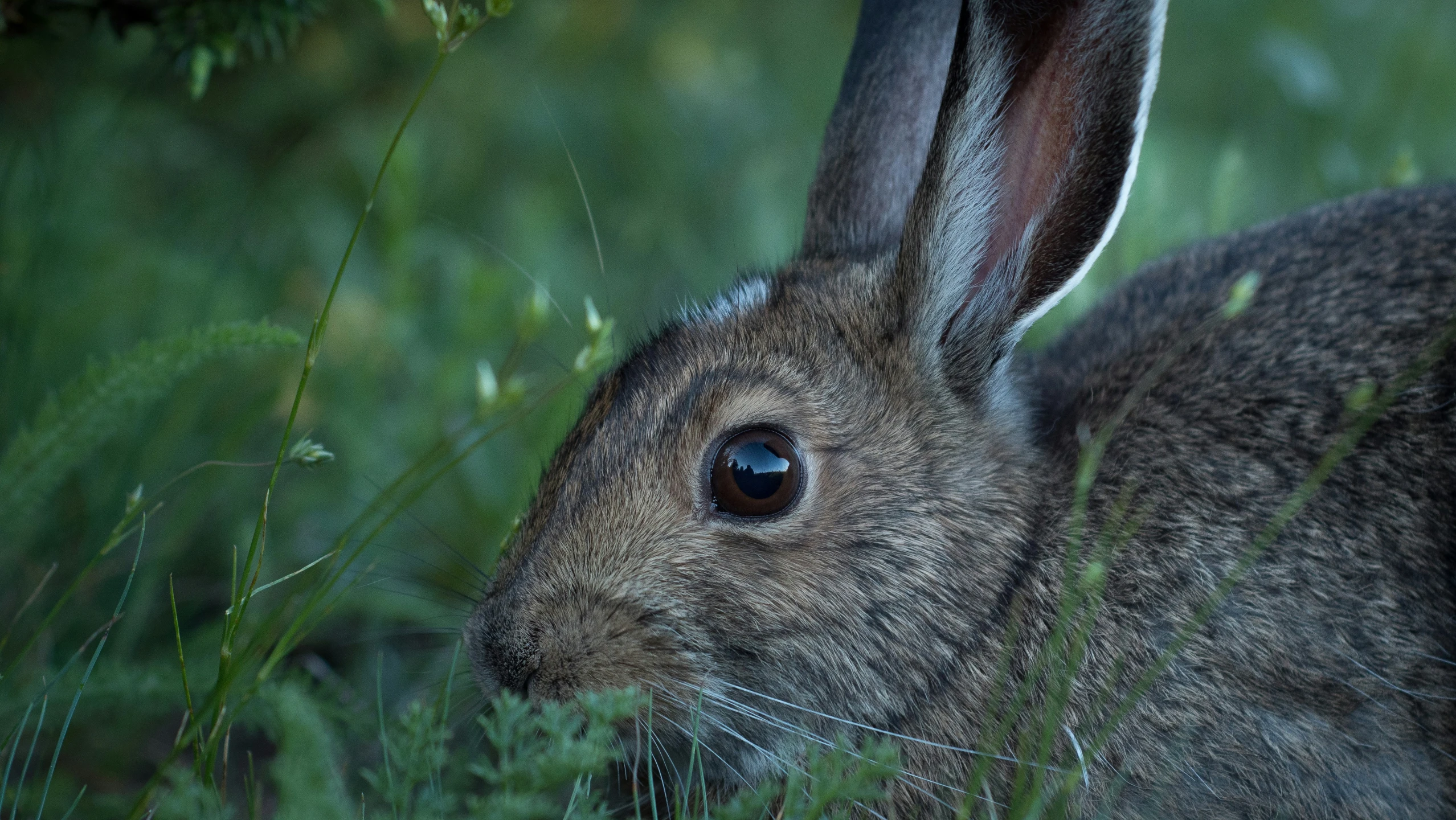 a rabbit sits alone in the grass