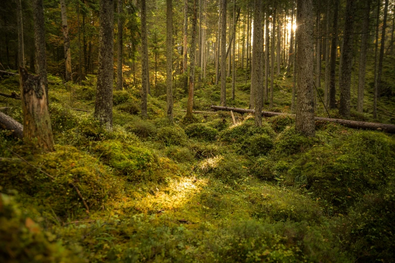 a lush forest filled with tall, tree covered trees