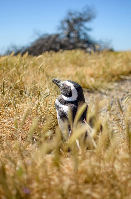 a small black and white bird in the grass