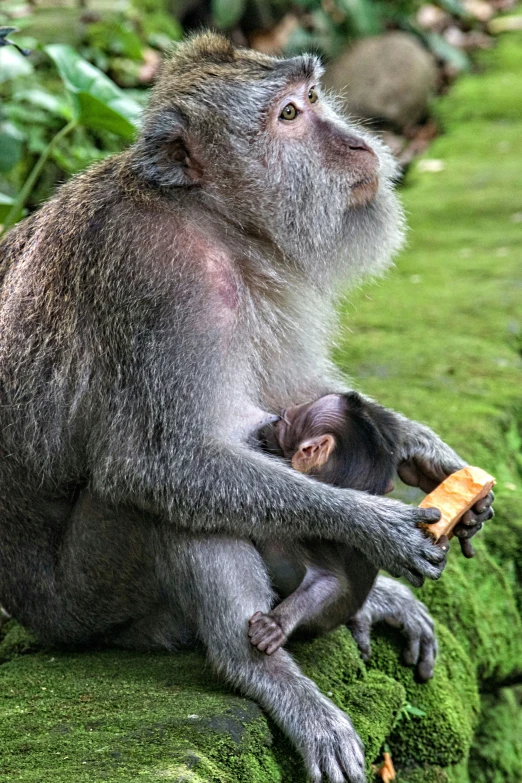 a monkey with a small child in its lap