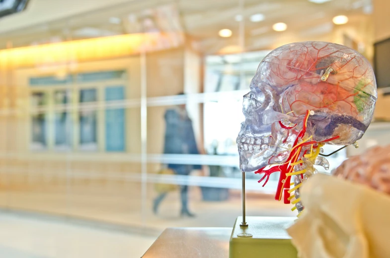 a human head inside a store window behind a table