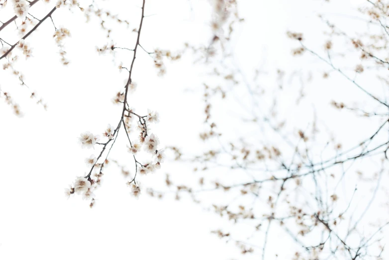 tree nches on a white background with light leaves