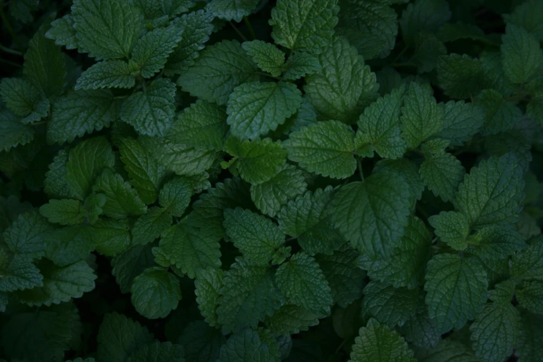 fresh mint leaves are growing together