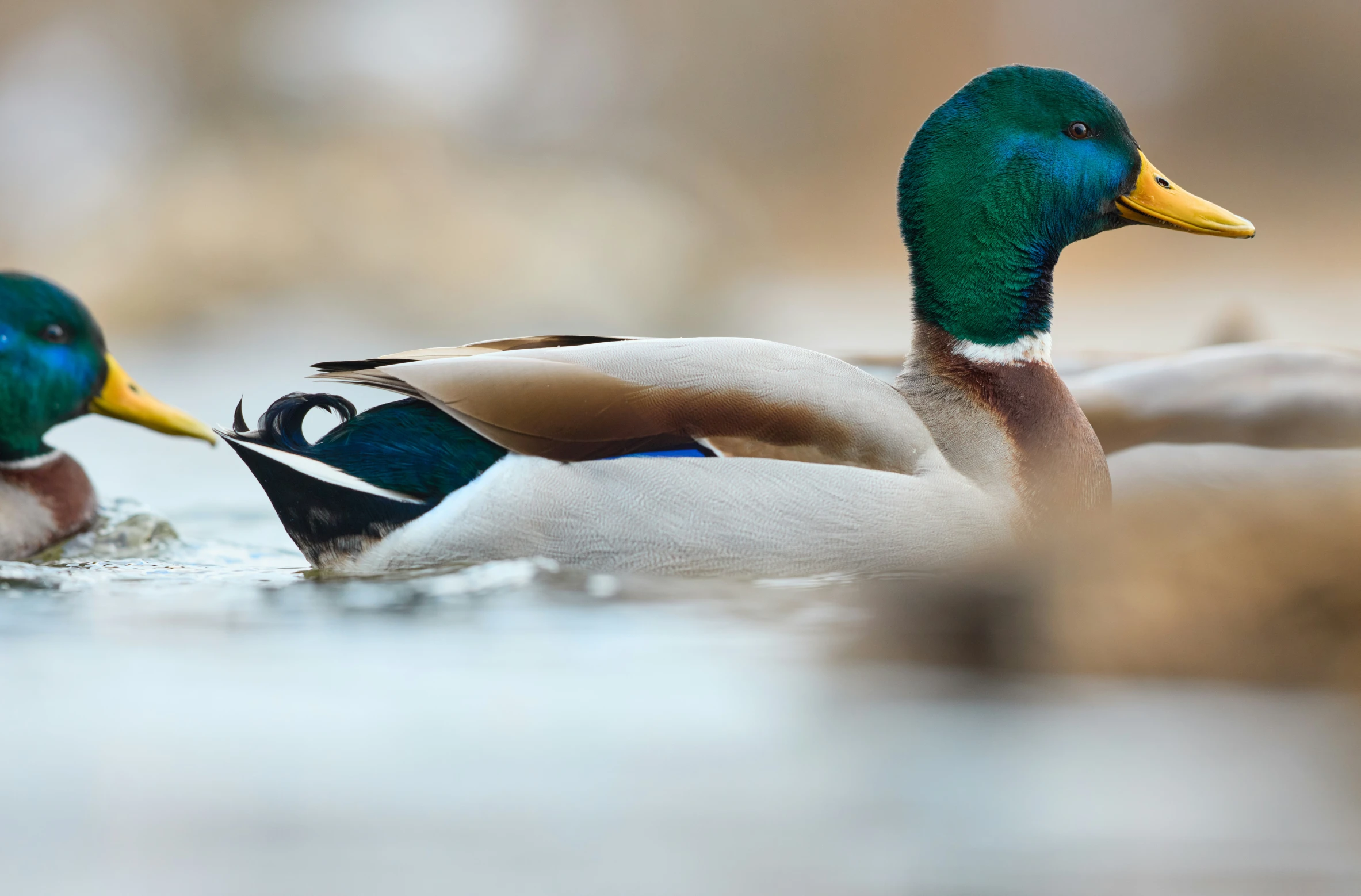 two ducks sitting on the water, one with yellow feet