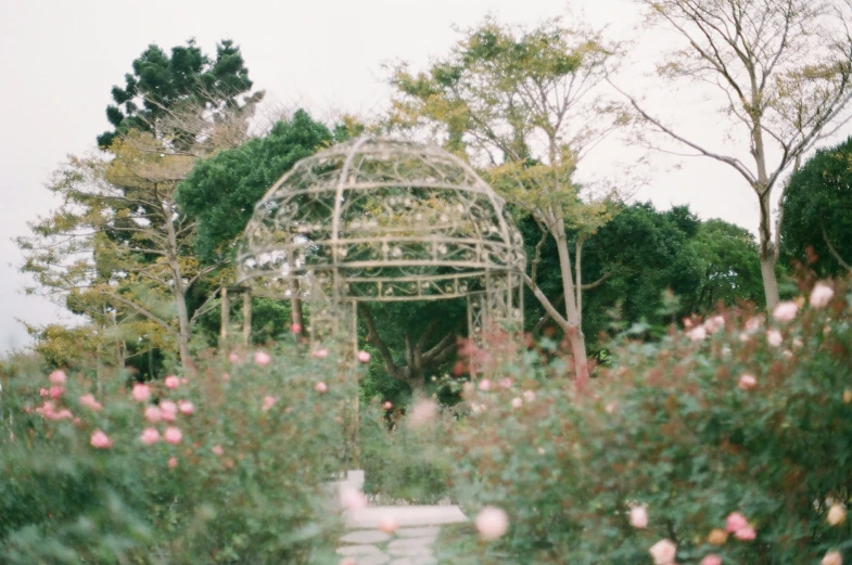 there is a beautiful garden with lots of pink flowers