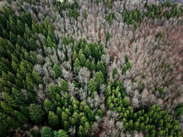 a view of a large group of green trees