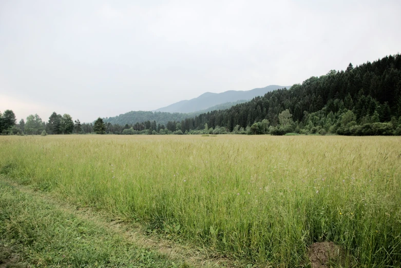 a lush green field next to a forest filled with tall trees