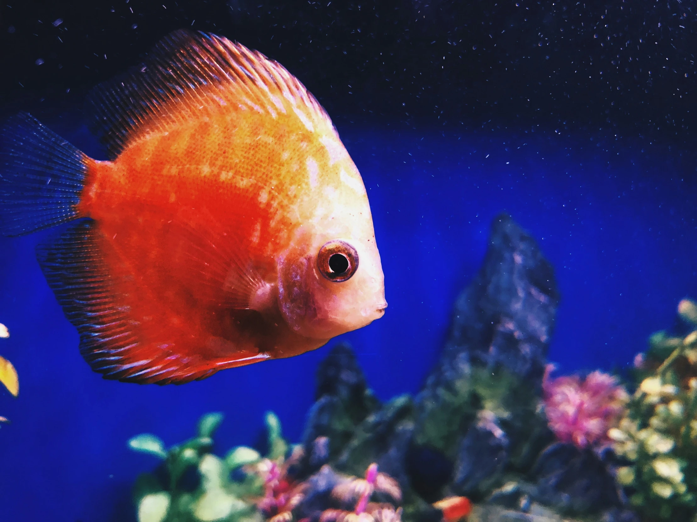 a red fish in a blue aquarium looking at the camera