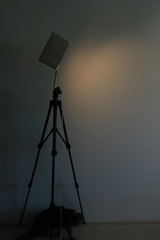 a dark po studio light and cat sitting underneath