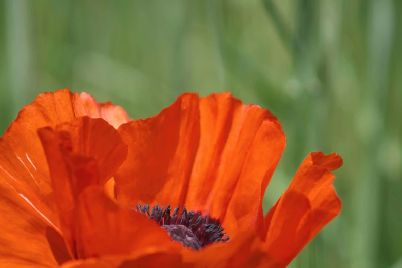 an orange flower with black center in front of grass