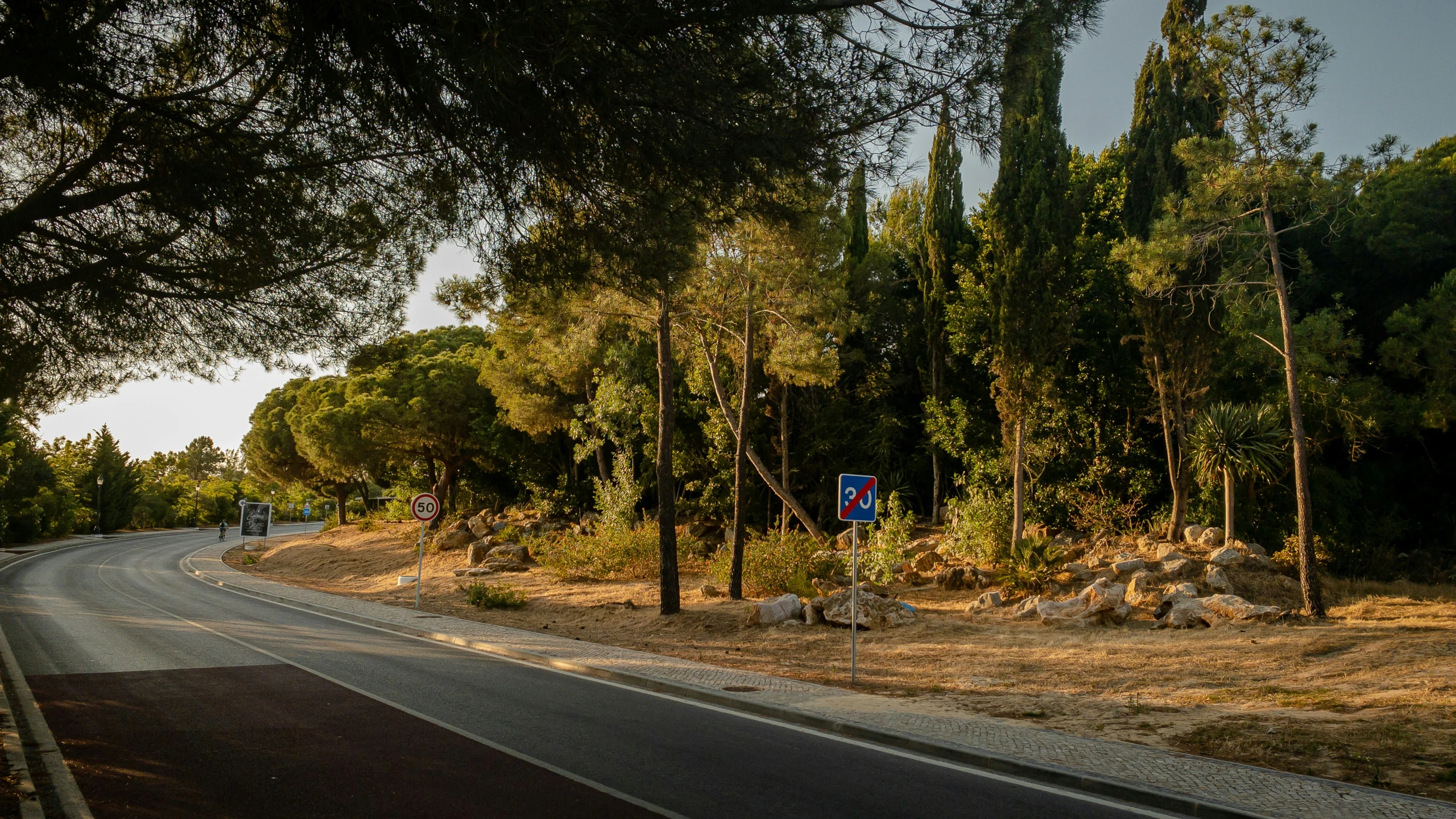 a street has trees, bushes and no sidewalks