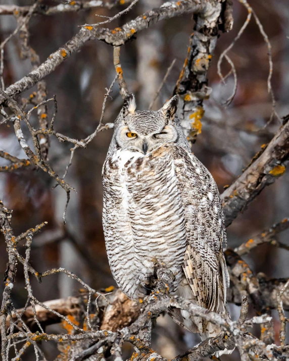 an owl sits in a tree and looks towards the camera