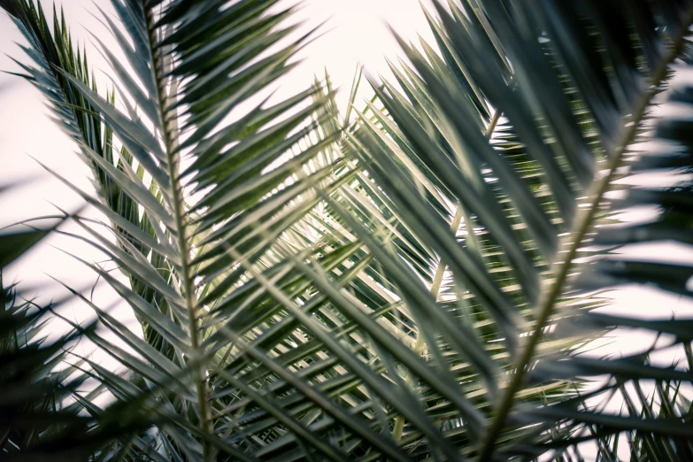 a large tree leaves on top of it