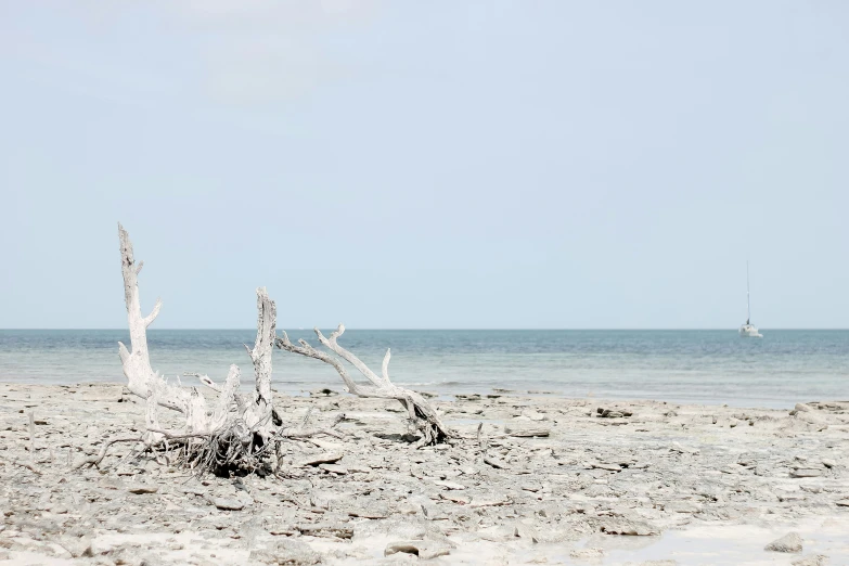 an empty white tree in the sand at the beach