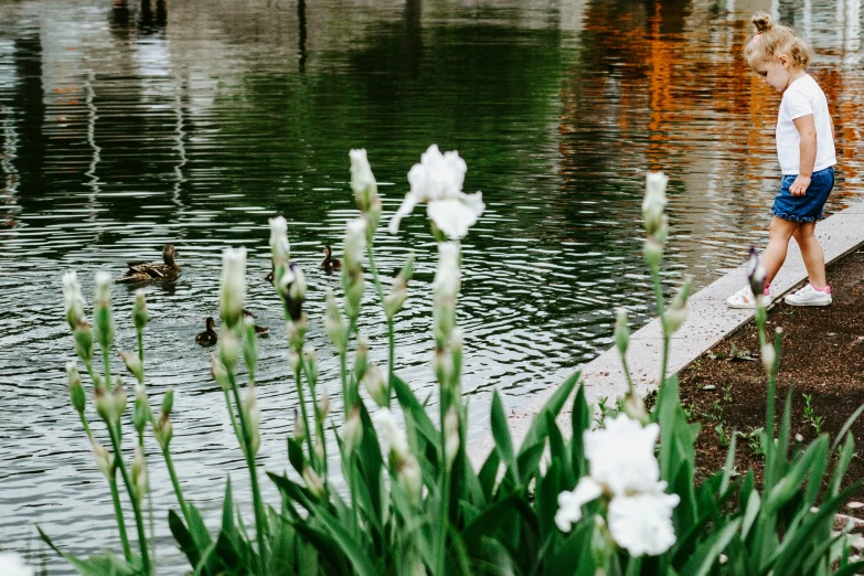 the girl walks beside the lake with ducks