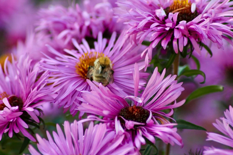 a bum is on the center of a flower