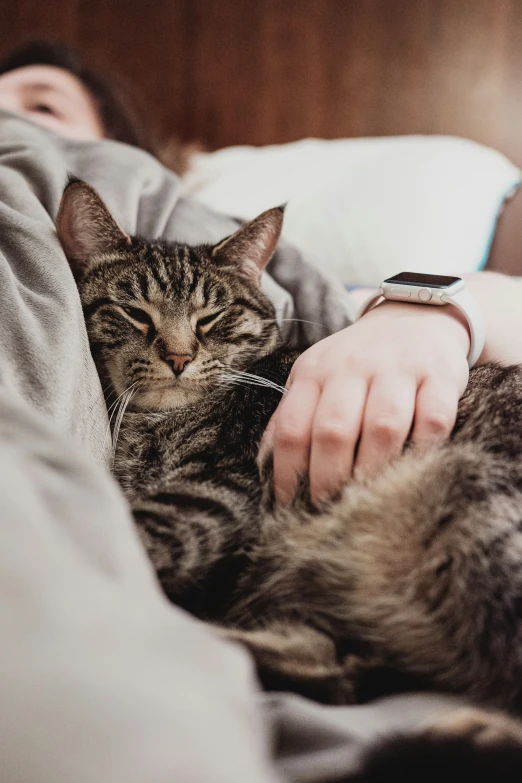 a close up of a cat on a person