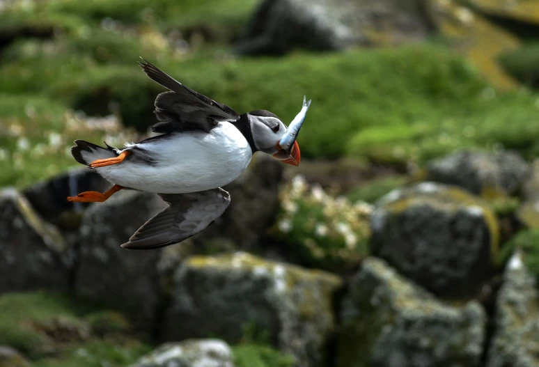 a seagull with orange and black feet is flying over rocks