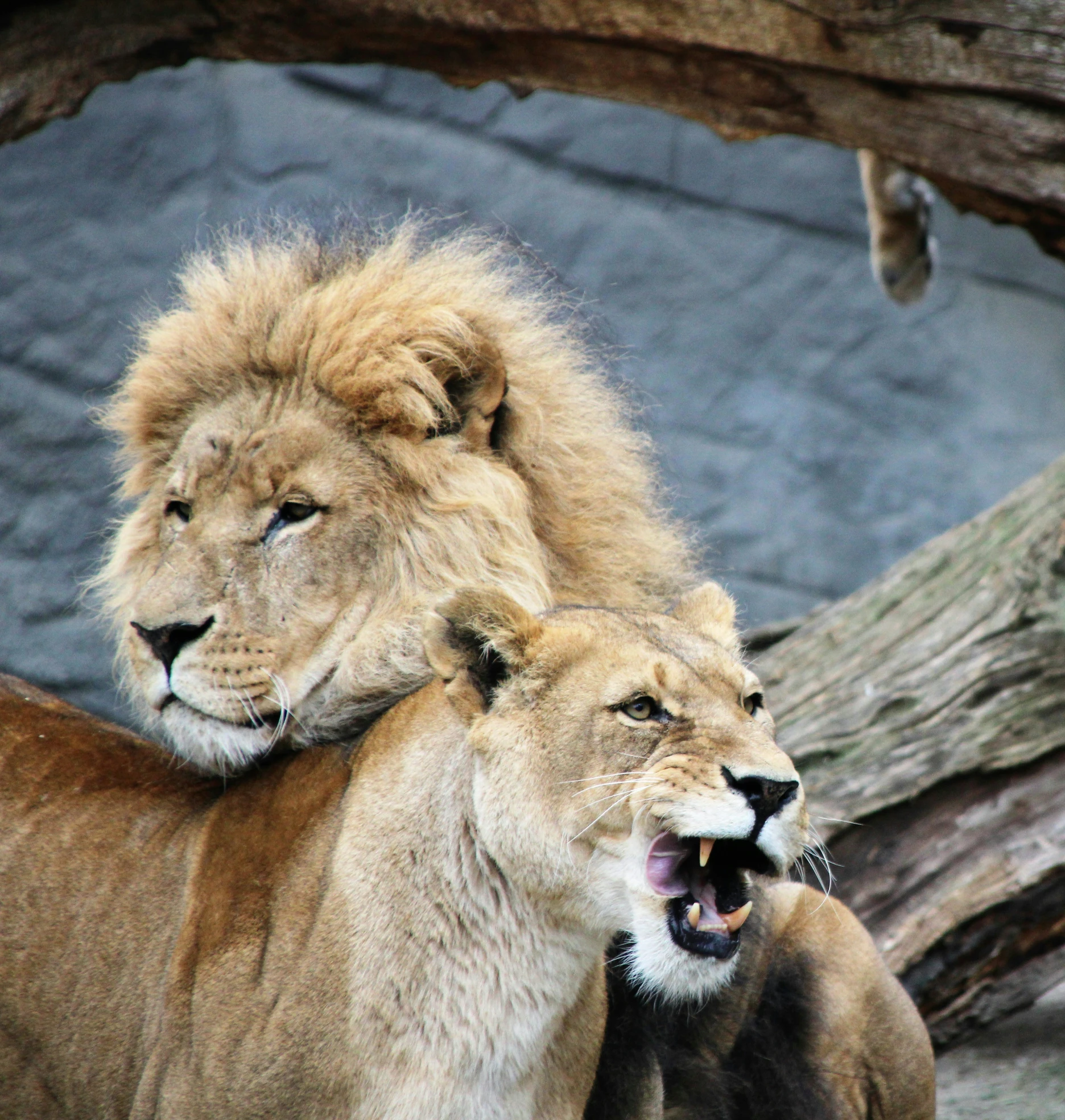 two lions with their mouths open, standing next to each other