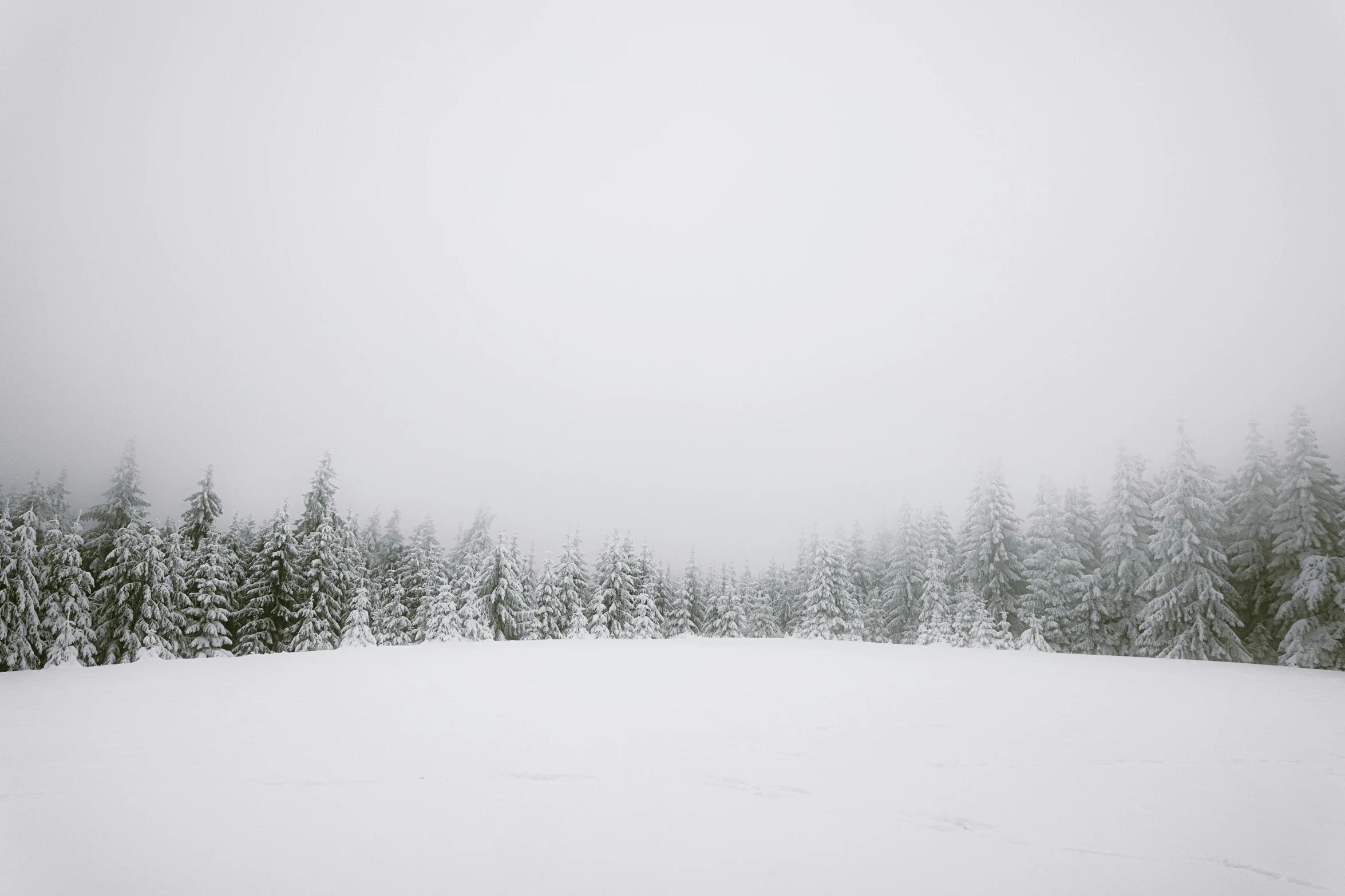 a snow covered forest in the distance on a foggy day