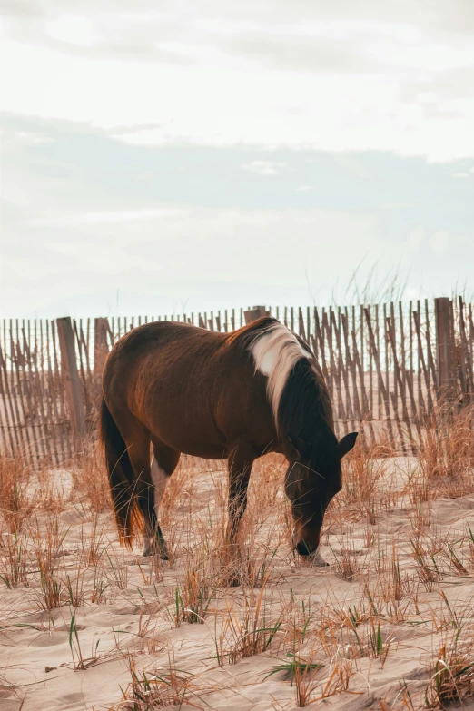 a horse grazes in the sand by a fence