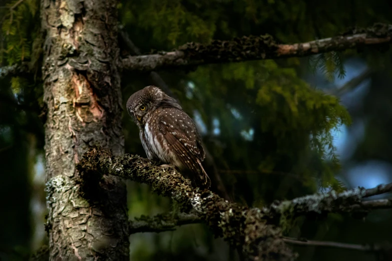 a close up of a small bird on a nch