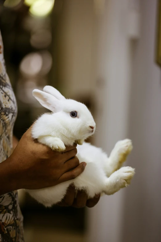 there is a woman holding a baby rabbit