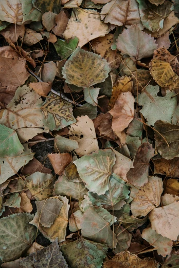 many different leaf are all grouped together on the ground